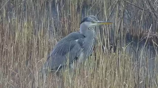 Free download Grey Heron Bird -  free photo or picture to be edited with GIMP online image editor