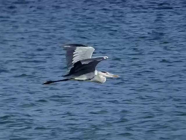 Free download Grey Heron Bird Animal -  free photo or picture to be edited with GIMP online image editor