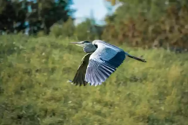 Free download grey heron heron bird flying bird free picture to be edited with GIMP free online image editor