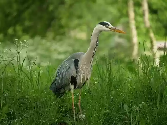 Free download Grey Heron Natural Outdoor -  free photo or picture to be edited with GIMP online image editor