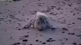 Free download Grey Seals Baltic Sea Young Animal -  free video to be edited with OpenShot online video editor