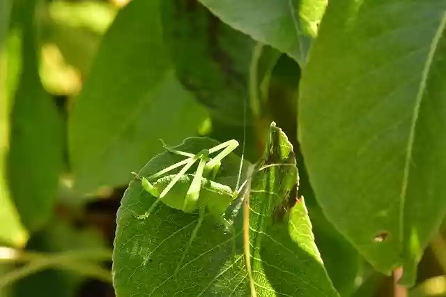 Free download Grillo Green Camouflage -  free photo or picture to be edited with GIMP online image editor