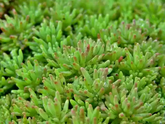 Free download Ground Cover Thick Sheet -  free photo or picture to be edited with GIMP online image editor