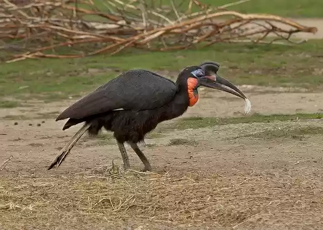 Free download Ground-Hornbill Bird Africa -  free photo or picture to be edited with GIMP online image editor