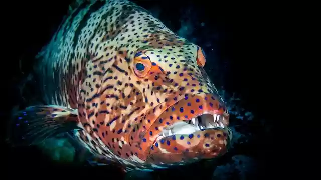 Free download Grouper Egypt Diving -  free photo or picture to be edited with GIMP online image editor