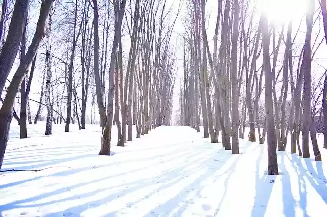 Free download Grove Alley Morning -  free photo or picture to be edited with GIMP online image editor