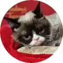 Grumpy Cat Wallpaper  screen for extension Chrome web store in OffiDocs Chromium