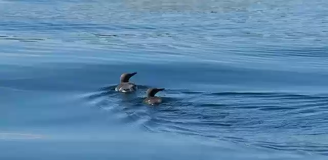 Free download Guillemot Pair Bird -  free photo or picture to be edited with GIMP online image editor