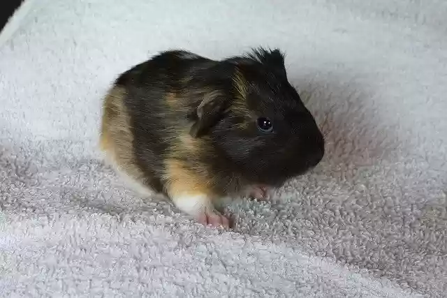 Free download Guinea Pig Baby Animal Rodent -  free photo or picture to be edited with GIMP online image editor