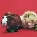 Guinea Pig Duo Theme  screen for extension Chrome web store in OffiDocs Chromium