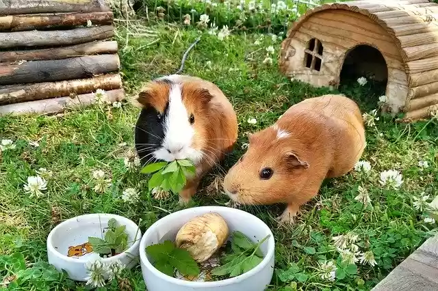 Free download Guinea Pig Rodents Pets -  free photo or picture to be edited with GIMP online image editor