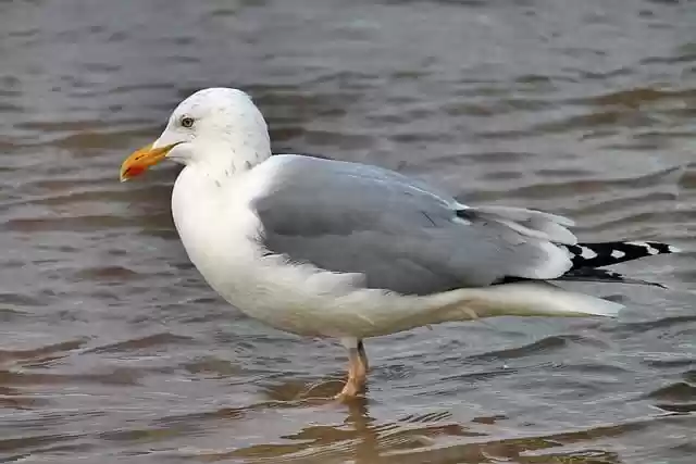 Free download gull bird animal water nature free picture to be edited with GIMP free online image editor