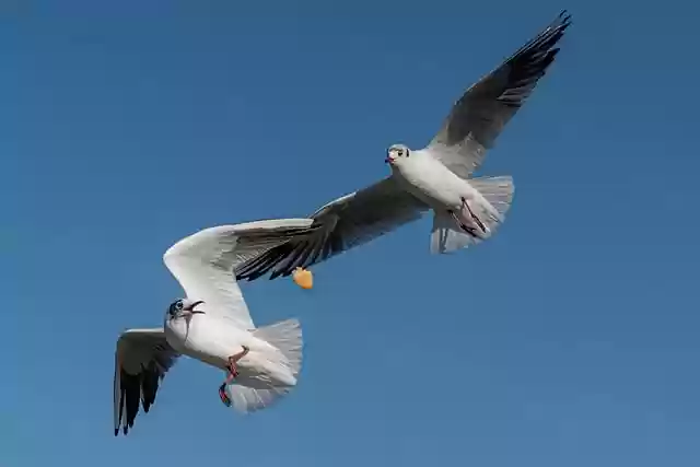 gull bird nature ornithology by - Gullbirdnatureornithology .webp