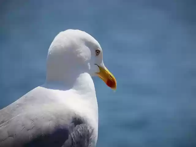 Free download gull bird sea bird feather beak free picture to be edited with GIMP free online image editor