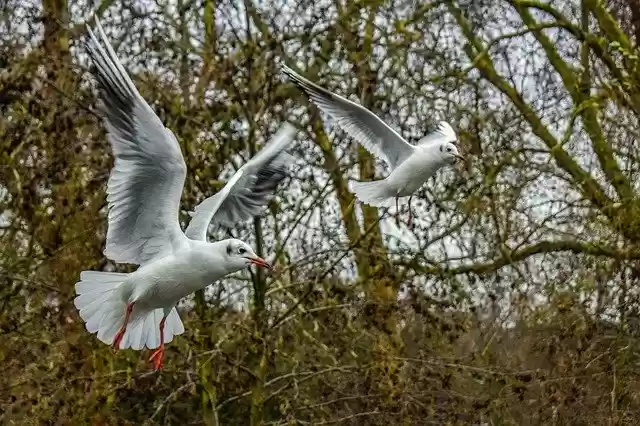 Free download Gull Bird Seagull -  free photo or picture to be edited with GIMP online image editor