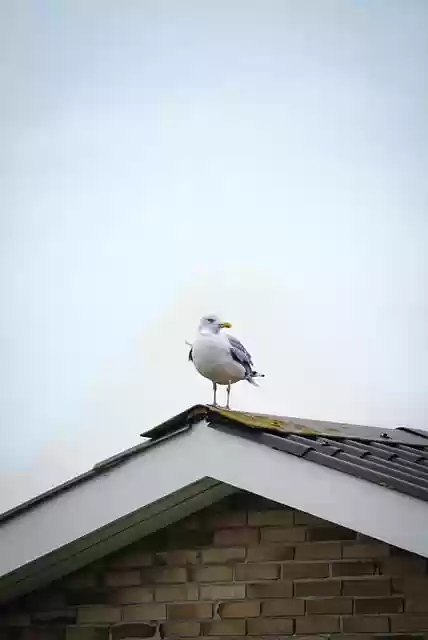 Free download gull bird sea roof housetop free picture to be edited with GIMP free online image editor