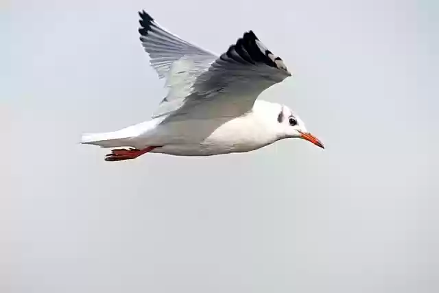 Free download gull black headed gull water bird free picture to be edited with GIMP free online image editor