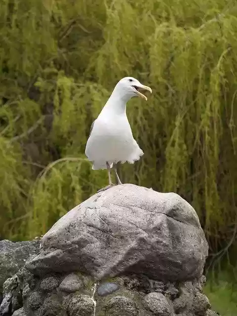 Free download Gull Calling Nature -  free photo or picture to be edited with GIMP online image editor