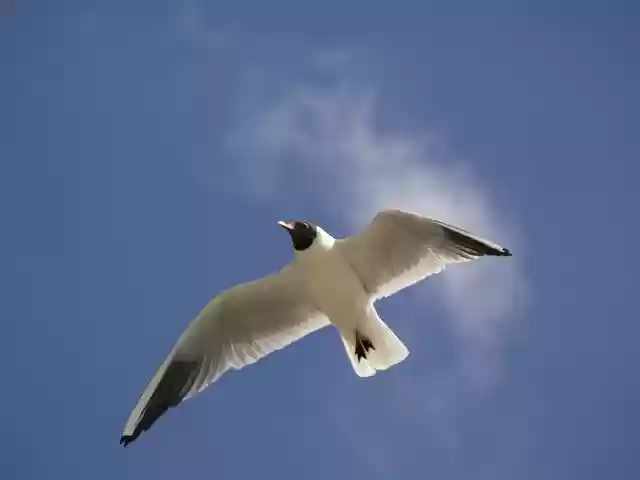 Free download Gull Flight Seabird -  free photo or picture to be edited with GIMP online image editor