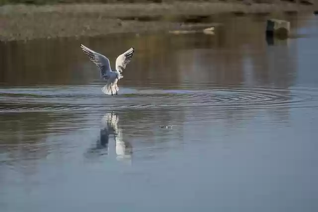 Free download gull lake nature hunting chiemsee free picture to be edited with GIMP free online image editor