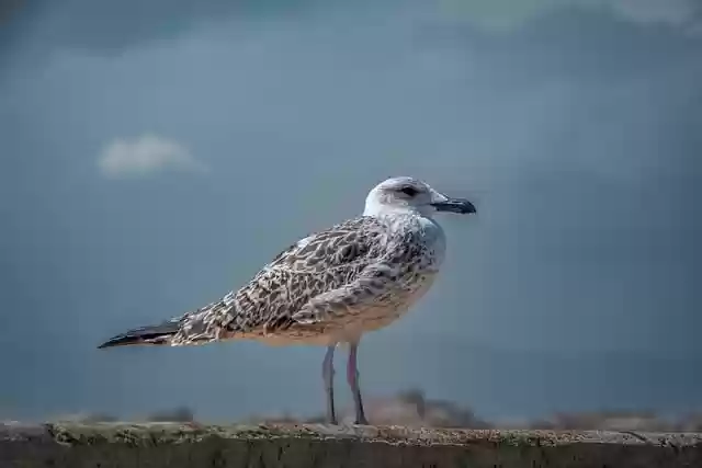 Free download gull seabird bird free picture to be edited with GIMP free online image editor