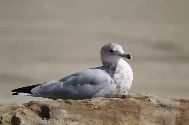 Free download Gull Seagull Plumage -  free photo or picture to be edited with GIMP online image editor