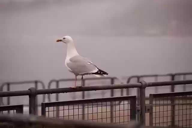 Free download gull seaside scarborough rail bird free picture to be edited with GIMP free online image editor
