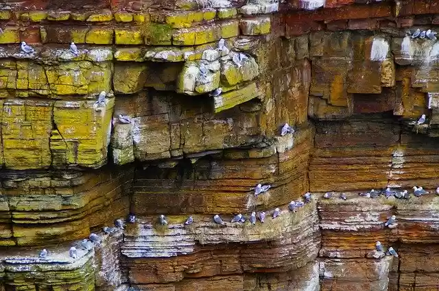 Free download Gulls Rock Cliffs Cliff -  free photo or picture to be edited with GIMP online image editor