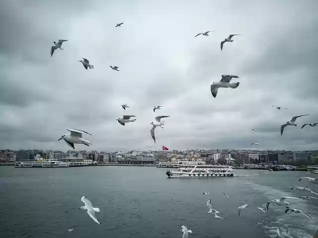 Free download Gulls Seagull Bird -  free photo or picture to be edited with GIMP online image editor