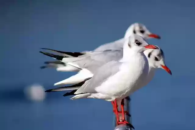 Free download gulls sea maritime coast wildlife free picture to be edited with GIMP free online image editor