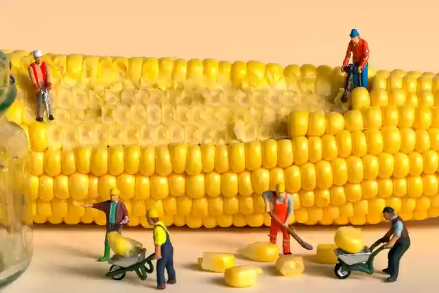 Free download h0 miniature figures corn free picture to be edited with GIMP free online image editor