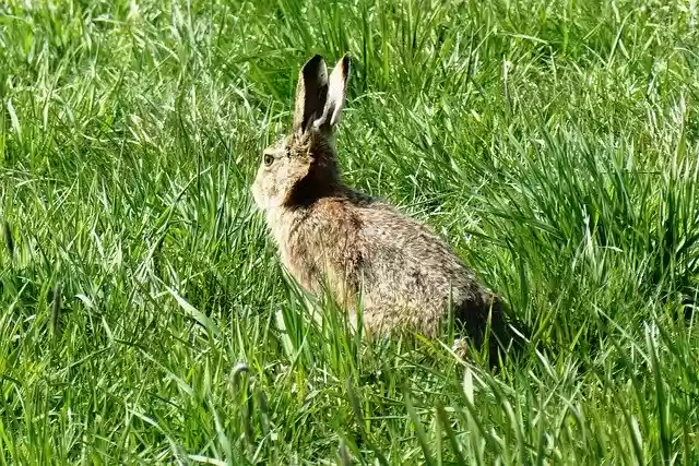 ດາວ​ໂຫຼດ​ຟຣີ Haas Pasture Grass Long - ຮູບ​ພາບ​ຟຣີ​ຫຼື​ຮູບ​ພາບ​ທີ່​ຈະ​ໄດ້​ຮັບ​ການ​ແກ້​ໄຂ​ກັບ GIMP ອອນ​ໄລ​ນ​໌​ບັນ​ນາ​ທິ​ການ​ຮູບ​ພາບ​