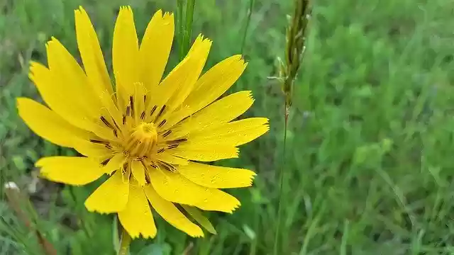 Free download Hadomor Yellow Aster Family -  free photo or picture to be edited with GIMP online image editor