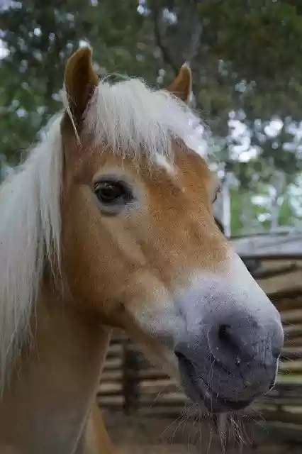Free download Haflinger Horse Pony -  free photo or picture to be edited with GIMP online image editor