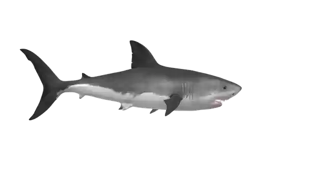 Free download Hai Fish -  free illustration to be edited with GIMP free online image editor