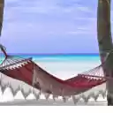 Hammock tied to coconut tree  screen for extension Chrome web store in OffiDocs Chromium