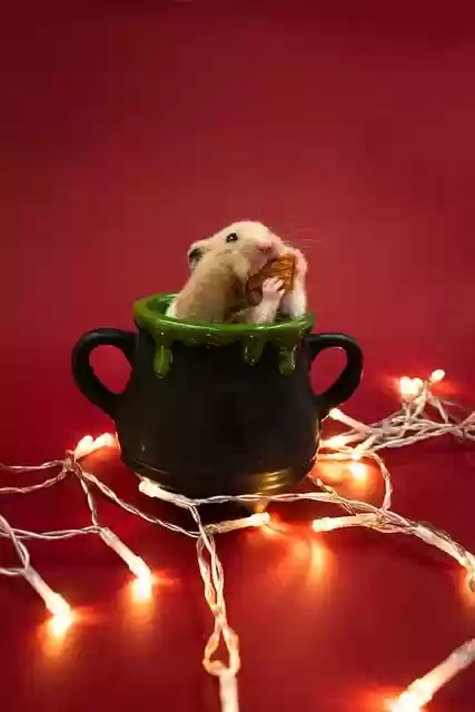 Free download hamster rodent fairy lights chubby free picture to be edited with GIMP free online image editor