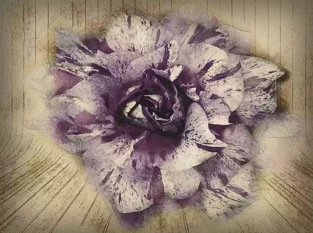 Free download Hand Drawn Purple Rose -  free illustration to be edited with GIMP free online image editor