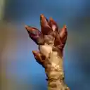 Hand shaped buds  screen for extension Chrome web store in OffiDocs Chromium