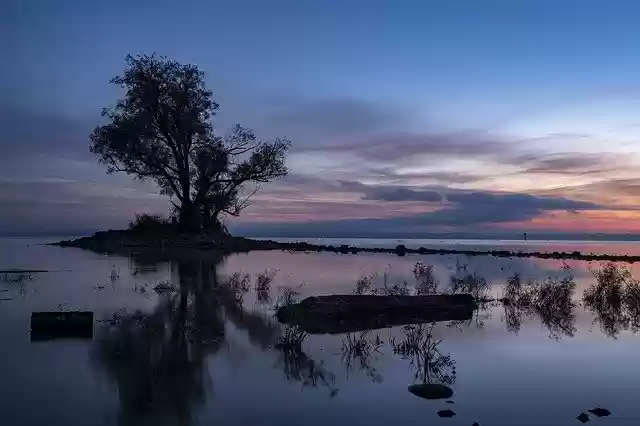 Free download Hard Lake Tree -  free photo or picture to be edited with GIMP online image editor