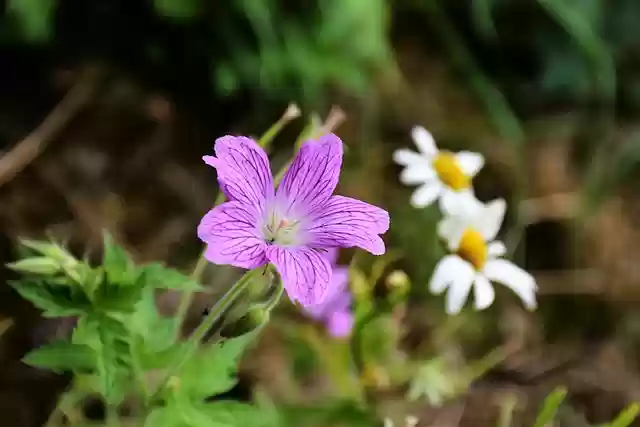 Free download hardy geranium cranesbill perennials free picture to be edited with GIMP free online image editor