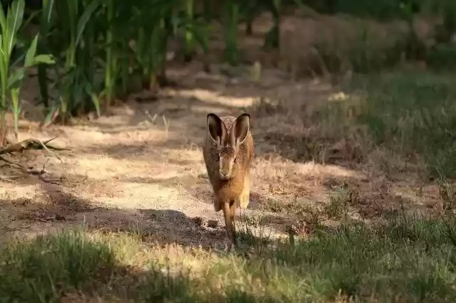 Free download Hare Long Eared Wild Animal -  free photo or picture to be edited with GIMP online image editor