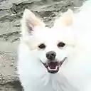 Harpers  screen for extension Chrome web store in OffiDocs Chromium