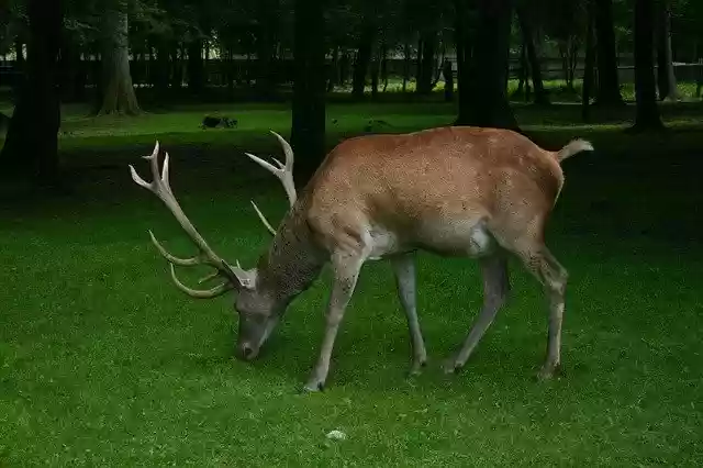 Free download Hart Forest Nature -  free photo or picture to be edited with GIMP online image editor