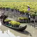 Harvest flowers  screen for extension Chrome web store in OffiDocs Chromium