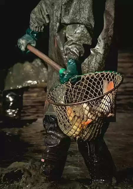 Free download Harvesting Pond Fish -  free photo or picture to be edited with GIMP online image editor