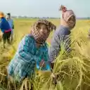 Harvesting rice  screen for extension Chrome web store in OffiDocs Chromium