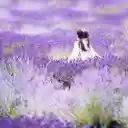 Have fun in the flower garden  screen for extension Chrome web store in OffiDocs Chromium