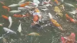 Free download Hawaii Honolulu Koi -  free video to be edited with OpenShot online video editor