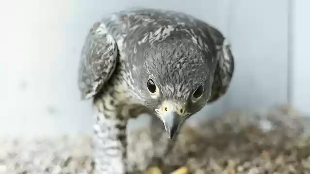 Free download hawk glare bird beak falcon free picture to be edited with GIMP free online image editor